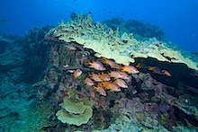 Reef in Guam